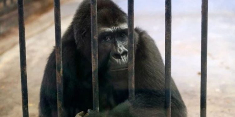 ‘Dünyanın en yalnız gorili’ için başlatılan imza kampanyası 120 bini buldu