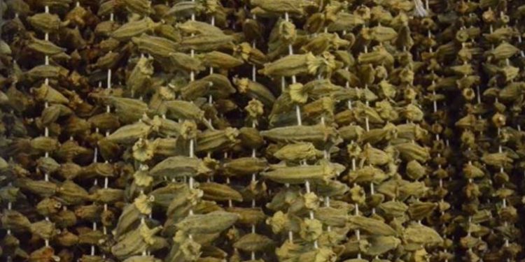 Kuru bamya altın kadar değerli