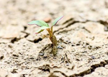 Mars’ta bile canlı kalabilen dünyanın en dayanıklı bitkileri