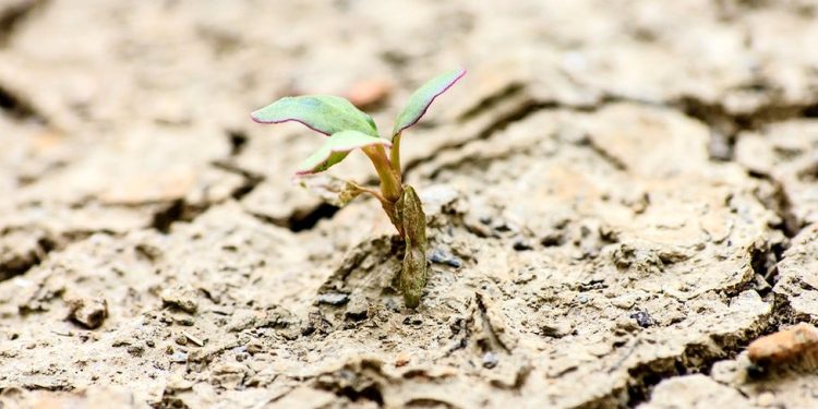 Mars’ta bile canlı kalabilen dünyanın en dayanıklı bitkileri