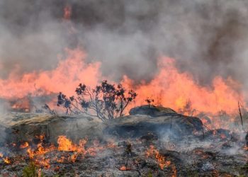 “Orman Yangınları İçin Gerekli Önlemler Süratle Alınmalıdır”