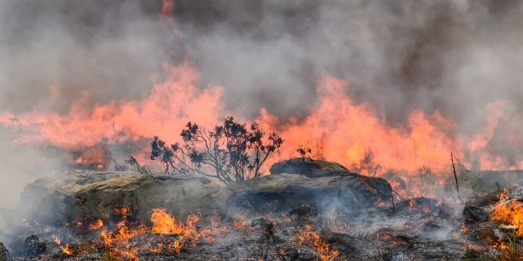 “Orman Yangınları İçin Gerekli Önlemler Süratle Alınmalıdır”