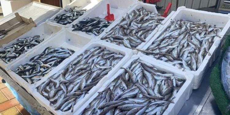 Ramazan’da çupra ve somona rağbet bekleniyor