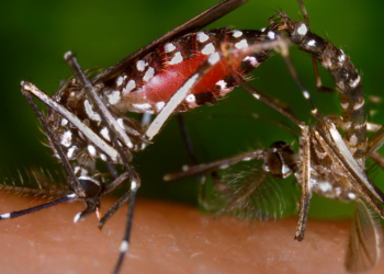 Zika Virüsü – Aedes Sivrisineği Nedir ?