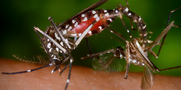 Zika Virüsü – Aedes Sivrisineği Nedir ?