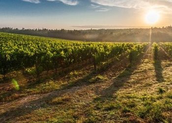 Dr. Ece Aynur Onur, İklim Krizi Hakkında Uyarılarda Bulundu!