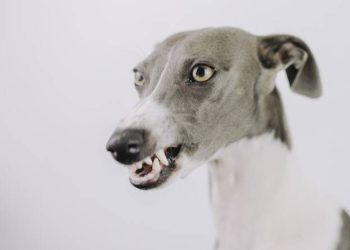 Kuduz Aşısının Bulunmasından 138 Yıl Sonra Kuduz Ölümü Görüldü !