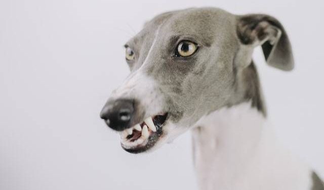 Kuduz Aşısının Bulunmasından 138 Yıl Sonra Kuduz Ölümü Görüldü !