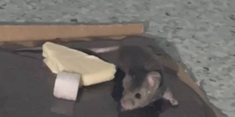 Hastaneyi Fareler Bastı ! (Özel Haber)